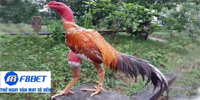 cách xem vảy gà cá cược trực tuyến